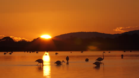 Erstaunlicher-Sonnenuntergang-über-Einem-See-Mit-Rosa-Flamingos,-Die-Die-Französische-Camargue-Fressen